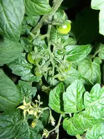 12.06.30-Balkontomate-Linda2.webp