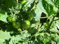 12.07.21-Balkontomate-Linda3.webp