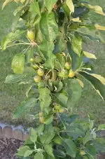 DSC_5543_Saulenapfel.webp