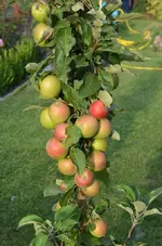 DSC_6629_Saulenapfel.webp