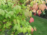 115.webp