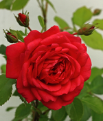 einzelne Blüte Laguna_600.webp