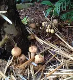 pilze.webp