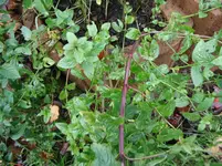 DSCF7017.webp
