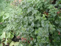DSCF7020.webp