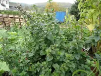 DSCF7021.webp
