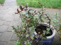 DSCF7024.webp