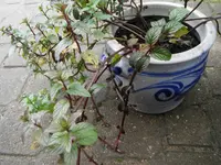 DSCF7025.webp