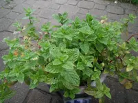 DSCF7026.webp