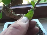 DSCF9734.webp
