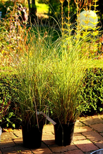wird seinem Namen gerecht_Morning Light_600.webp