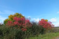 2013_1018Herbst0010.webp