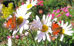 schmetterlinge okt13.webp