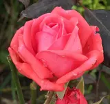 Freudentanz 131019.webp