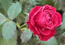Mildred Scheel 131019.webp