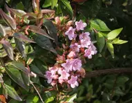 Vorgarten_131019.webp