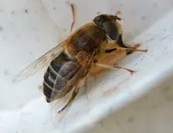 DSC_7235_Fliege.webp