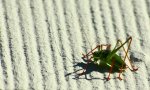 a little grass hopper2_1280.jpg