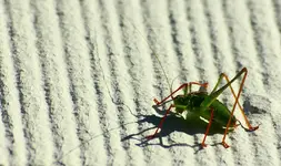 a little grass hopper2_1280.webp