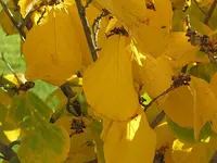 011.webp