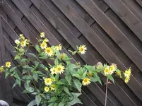 Lemon Queen.webp