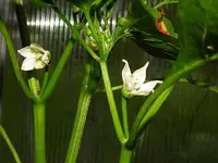 schwarze-paprika-cherny-kon1.webp