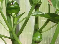 schwarze-paprika-cherny-kon2.webp