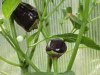 schwarze-paprika-cherny-kon3.webp