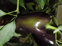 schwarze-paprika-cherny-kon4.webp