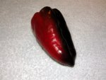 schwarze-paprika-cherny-kon6.JPG