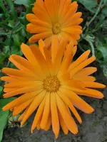CIMG5944.webp