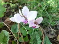 CIMG5936.webp