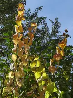 Herbst1.webp