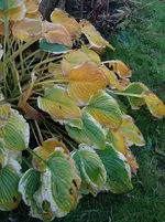 Herbst2.webp
