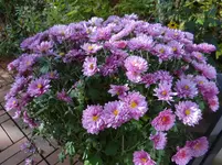 Herbst5.webp