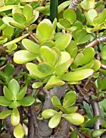 Geldbaum.webp