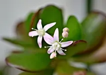 CSC_5474_Geldbaum_Bluten.webp