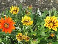 004.webp