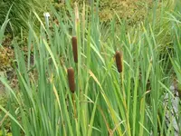 Bilda 0386.webp