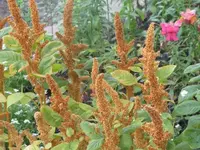 Bilda 0077.webp