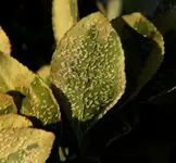 Deckelschildl4.webp