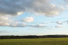 vögel.webp