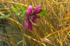 2013_1018Herbst0031.webp