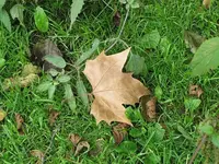 153.webp