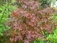 oktob 11 005.webp
