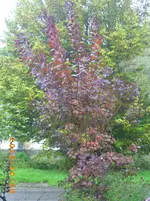 oktob 11 014.webp