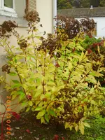 oktob 11 021.webp