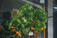 Orangenbäumchen ins WiKa verbannt_1000.webp