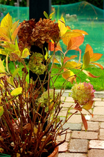 Hortensie auf 1drittel eingekürzt_600.webp