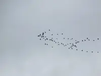 P1160849.webp